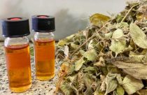 Embrapa descobre óleo do Cerrado eficaz contra fungos e bactérias em frutas