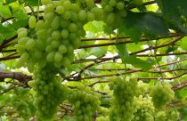 Conheça a nova uva branca sem semente desenvolvida pela Embrapa