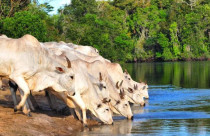 Acesso do gado ao rio pode virar crime ambiental e satélite já fiscaliza, multa chega a R$ 5 mil/ha