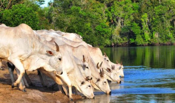 Acesso do gado ao rio pode virar crime ambiental e satélite já fiscaliza, multa chega a R$ 5 mil/ha