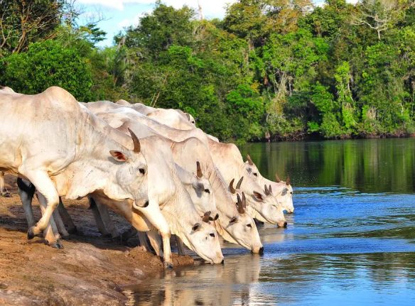 Acesso do gado ao rio pode virar crime ambiental e satélite já fiscaliza, multa chega a R$ 5 mil/ha