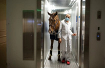 Dr. Peyo: o cavalo que trocou as arenas para confortar pacientes terminais