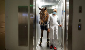 Dr. Peyo: o cavalo que trocou as arenas para confortar pacientes terminais