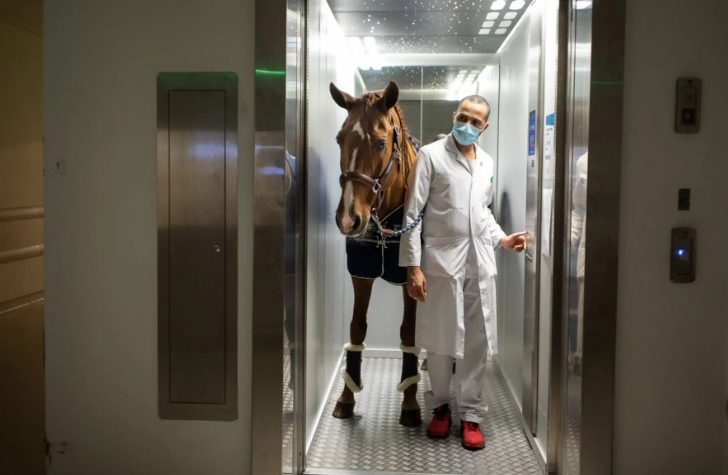 Dr. Peyo: o cavalo que trocou as arenas para confortar pacientes terminais