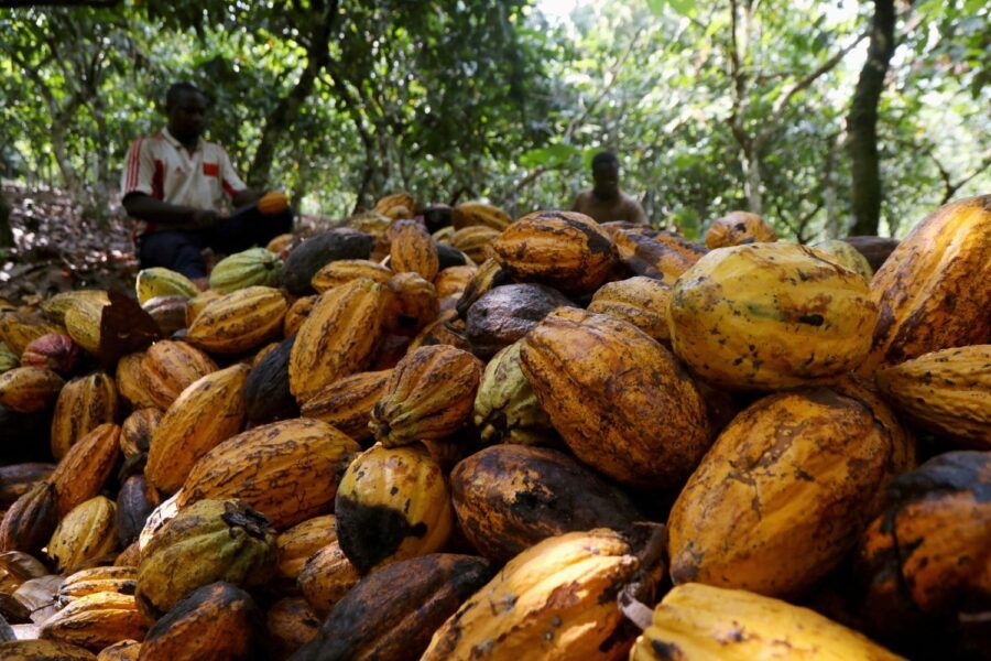Costa do Marfim antecipa preço do cacau e sinaliza possível corte aos produtores em meio a queda histórica das cotações