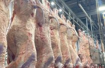 Carne Angus realiza abate na Bahia pela primeira vez