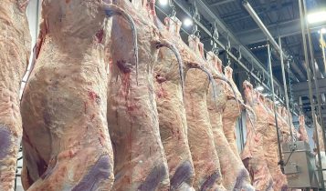 Carne Angus realiza abate na Bahia pela primeira vez