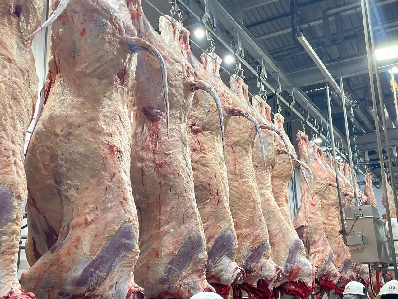 Carne Angus realiza abate na Bahia pela primeira vez