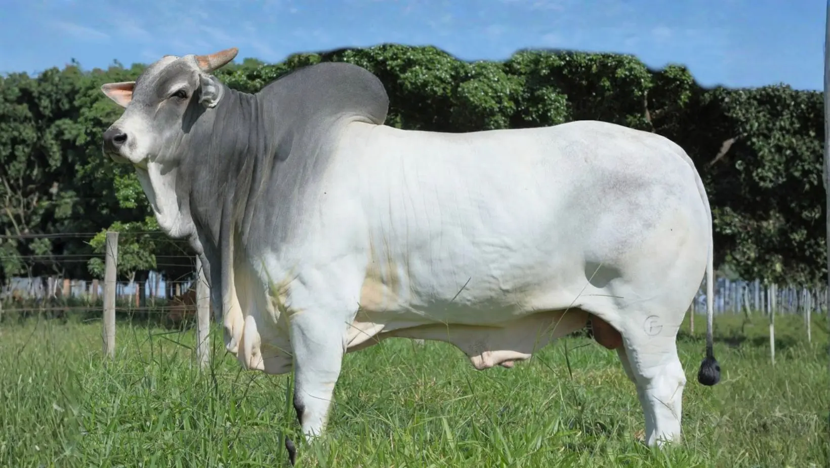 Fender Guadalupe - touro reprodutor da raca nelopre po