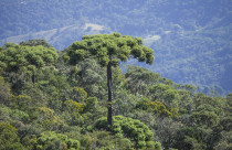 Projeto desenvolvido pela CERTI recupera mata atlântica em SC com plantio de araucárias