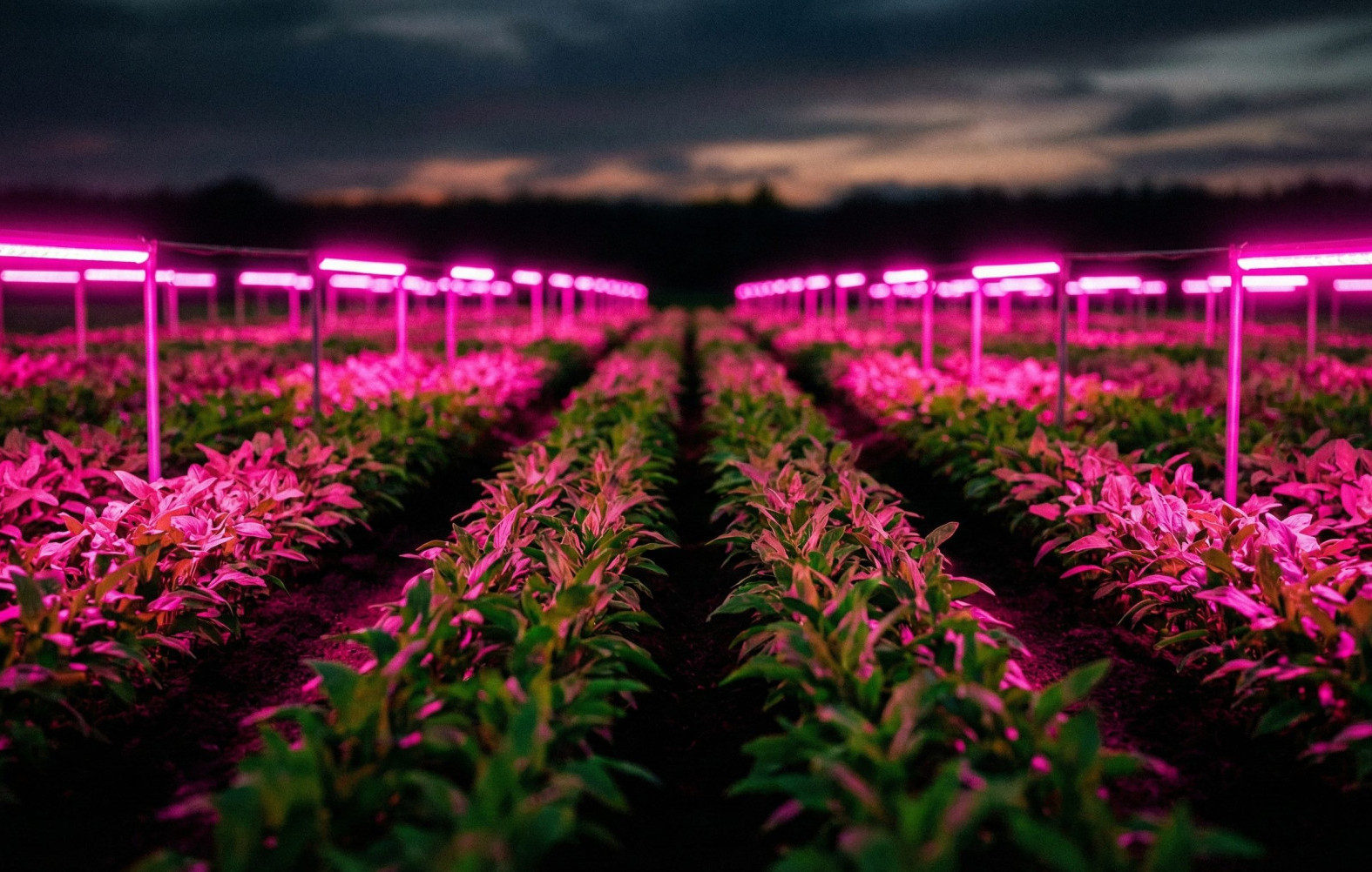 Por que lavouras estão cor-de-rosa? O truque visual que dobra a velocidade de crescimento das plantas