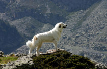 Cão de Montanha dos Pirenéus: conheça o gigante branco que protege rebanhos há milênios