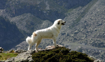 Cão de Montanha dos Pirenéus: conheça o gigante branco que protege rebanhos há milênios