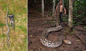MAIOR PITON JA MEDIDA NO MUNDO