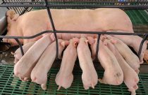 Mudanças climáticas interferem no desempenho dos suínos, exigindo novas soluções nutricionais, aponta pesquisador da UFMG