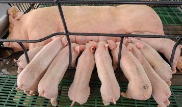 Mudanças climáticas interferem no desempenho dos suínos, exigindo novas soluções nutricionais, aponta pesquisador da UFMG