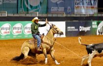 Probably Hot Dual KQ, do Rancho Silverado, será reconhecida como Melhor Fêmea de Laço Pé da temporada 2024/2025 durante o ABQM Awards, principal premiação da raça no país