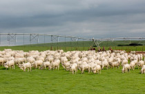Tourama Nelore Fazenda Guadiana - Zzn Peres