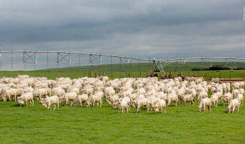Tourama Nelore Fazenda Guadiana - Zzn Peres