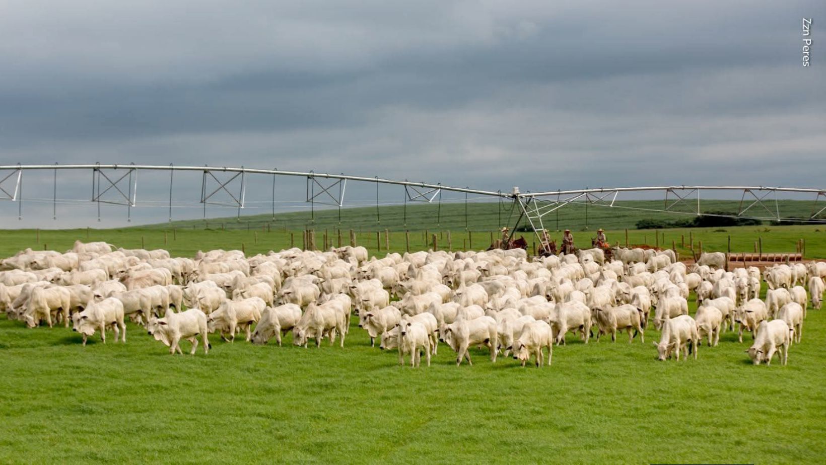 Tourama Nelore Fazenda Guadiana - Zzn Peres