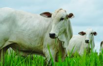 No boi, quase tudo se aproveita: exportações brasileiras vão da picanha ao sebo