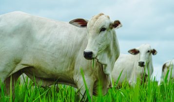 No boi, quase tudo se aproveita: exportações brasileiras vão da picanha ao sebo
