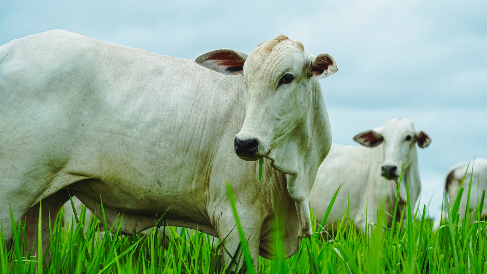 No boi, quase tudo se aproveita: exportações brasileiras vão da picanha ao sebo