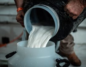 LEITE/CEPEA: Com oferta limitada, preço do leite sobe 10,5% em março