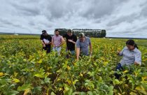 Mesmo sob estresse abiótico, áreas de soja no MT mantêm produtividade com uso de tecnologia