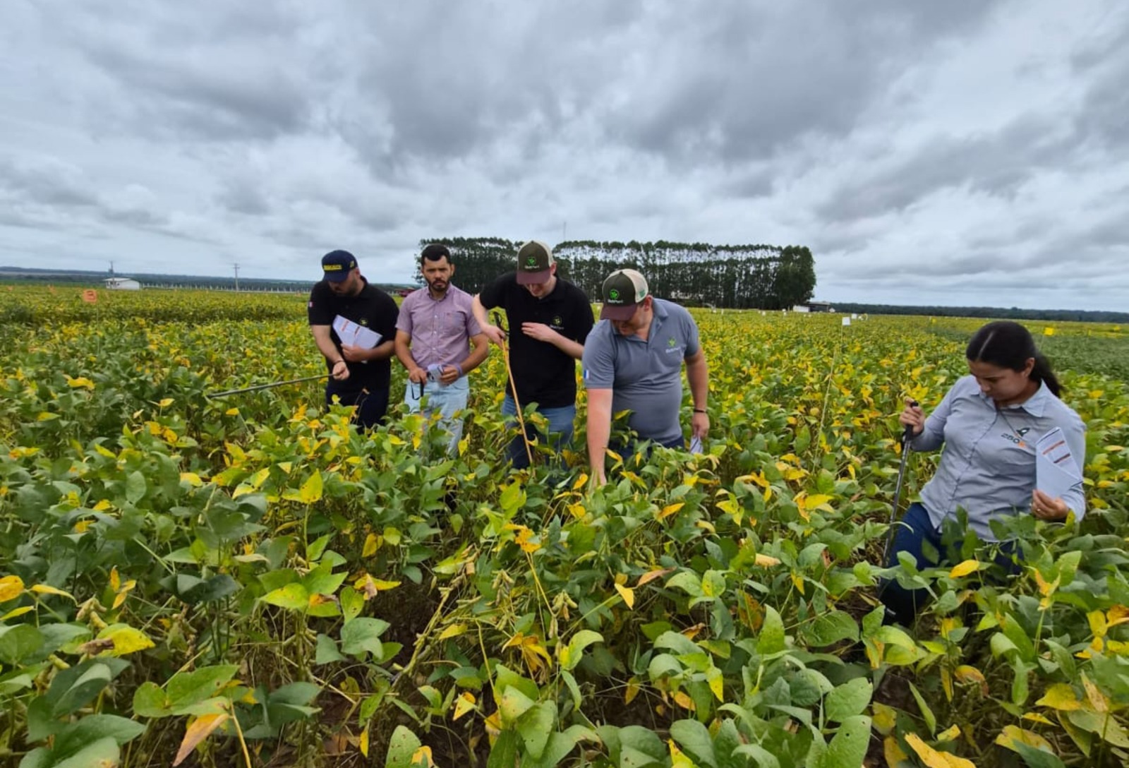 Mesmo sob estresse abiótico, áreas de soja no MT mantêm produtividade com uso de tecnologia