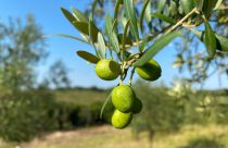 Produção de azeite de oliva no Brasil deve superar recorde de 640 mil litros