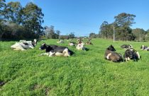 Vacas de alta produção leiteira exigem manejo específico para enfrentar o verão
