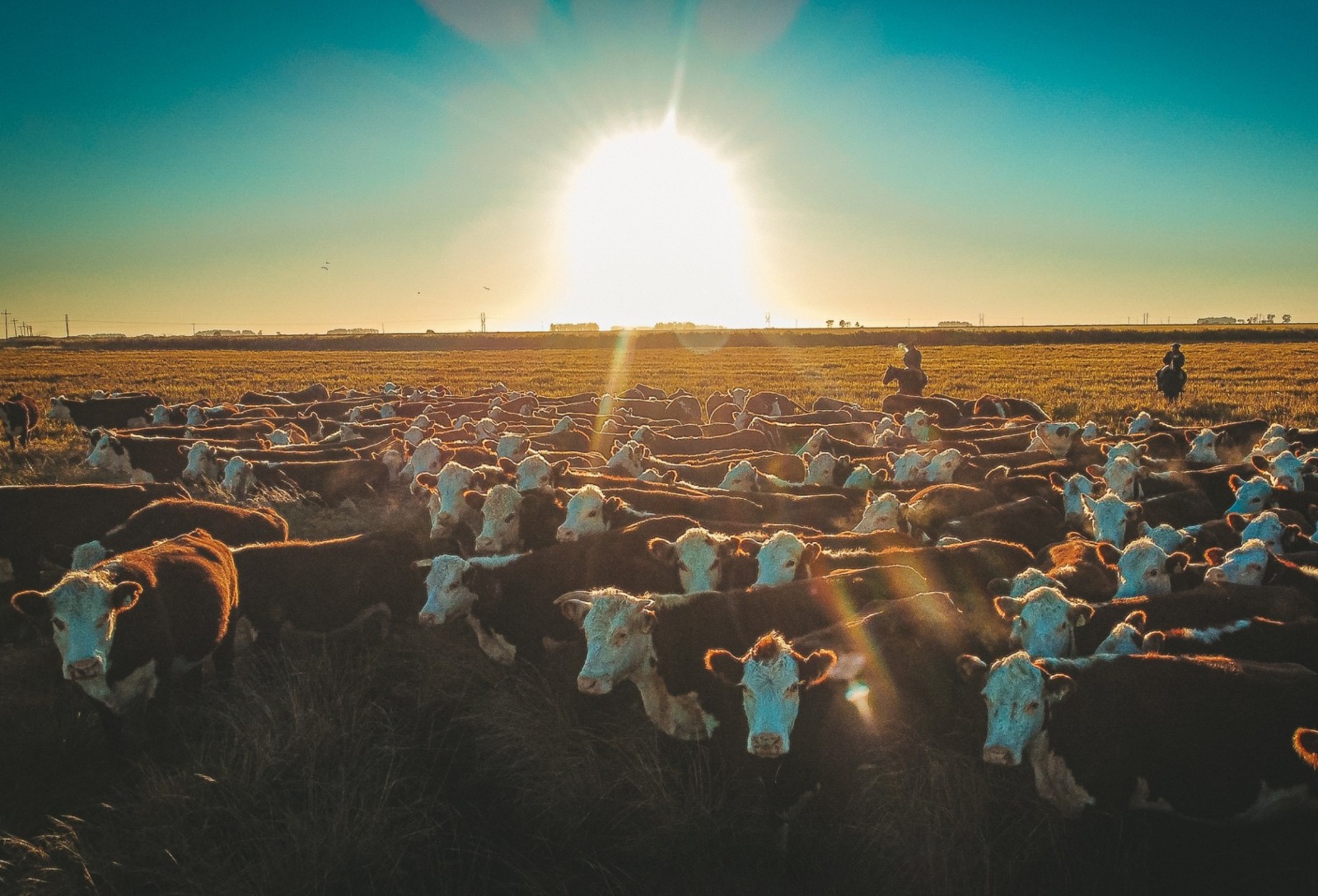 ABHB defende criação de banco genético como medida preventiva para a pecuária gaúcha