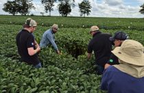 Sob estresses abióticos, áreas de soja em SP e PR registram incrementos produtivos