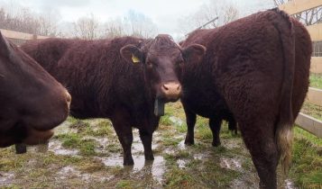 Vacas voltam a pastar em Londres após décadas para liderar megaprojeto ambiental