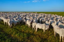 MBRF antecipa meta histórica e inaugura nova era da pecuária de baixo carbono