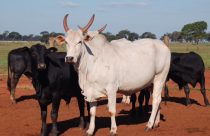 agropecuaria maragogipe - angus e nelore - nelore ceip