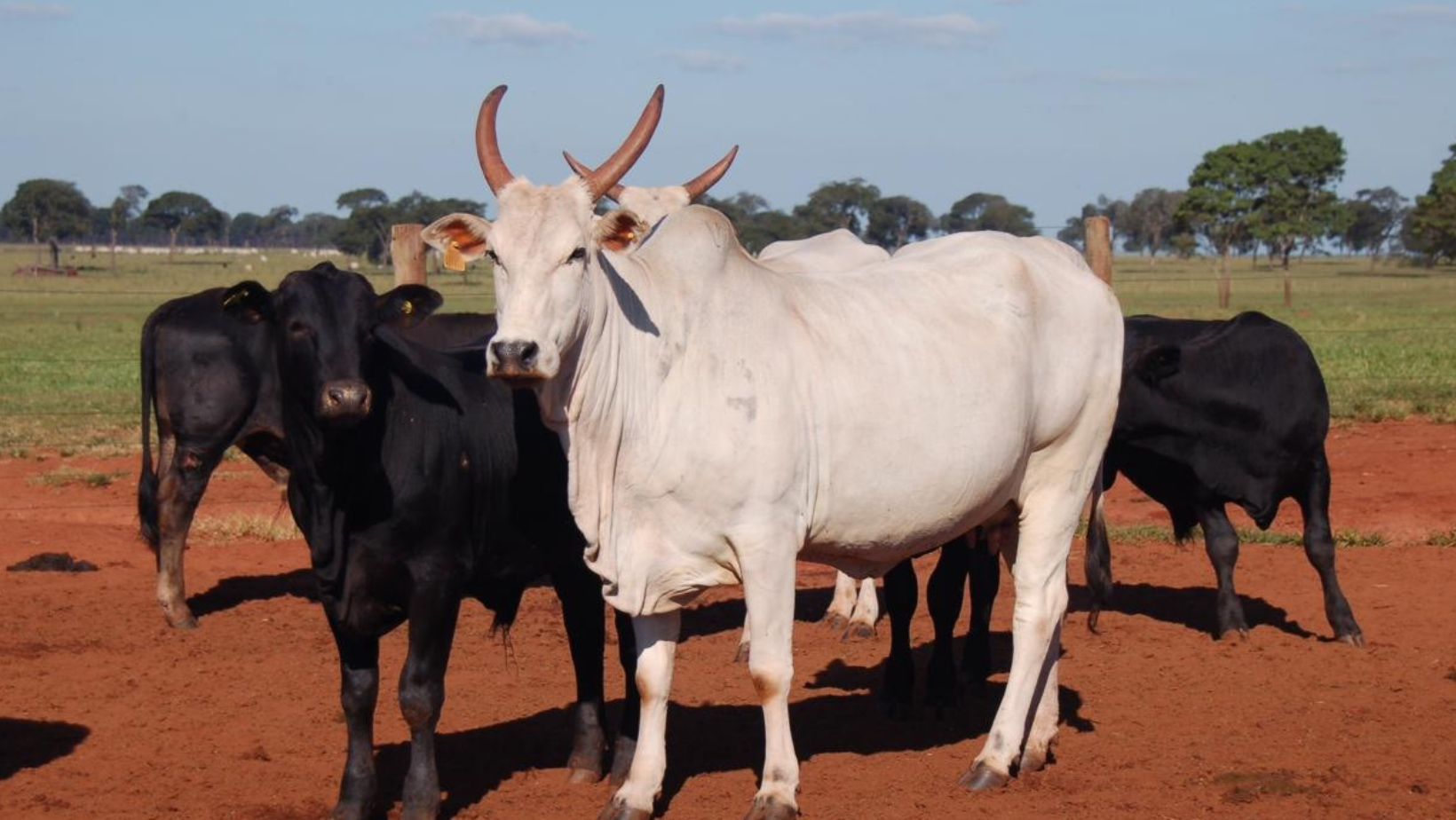 agropecuaria maragogipe - angus e nelore - nelore ceip