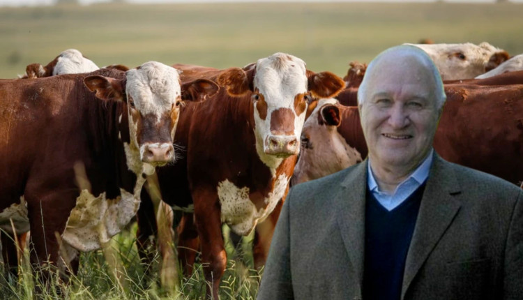 analista Víctor Tonelli - pecuaria de corte no mercosul