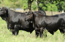 animais da raca brangus - congresso mundial brangus