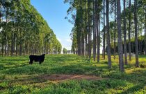 Estudo quantifica déficit de carbono associado a mudanças de uso da terra no Brasil