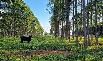 Estudo quantifica déficit de carbono associado a mudanças de uso da terra no Brasil