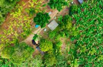 Satélites mapeiam banana e pupunha e reforçam políticas públicas para agricultura familiar
