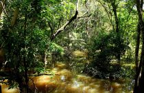 Fungo amazônico pode controlar doenças agrícolas e gerar novos antibióticos