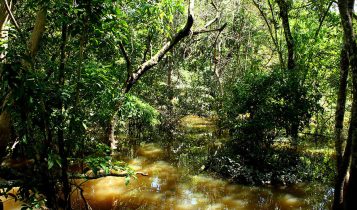 Fungo amazônico pode controlar doenças agrícolas e gerar novos antibióticos