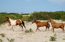 7 ilhas no mundo onde cavalos vivem soltos e dominam a paisagem