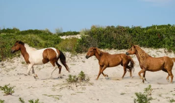 7 ilhas no mundo onde cavalos vivem soltos e dominam a paisagem