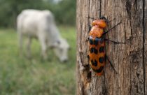 besouro arrebenta-boi