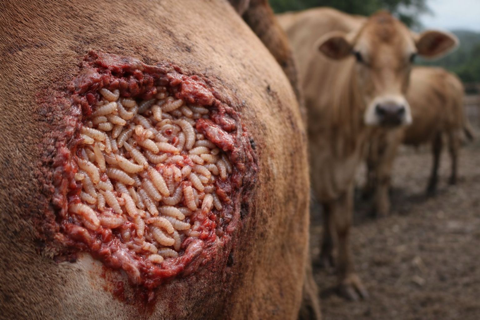 bicheira do mundo novo