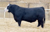 black simmental